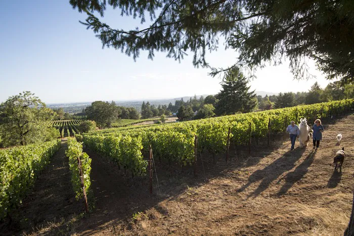 Rain Dance Vineyards Picture 9