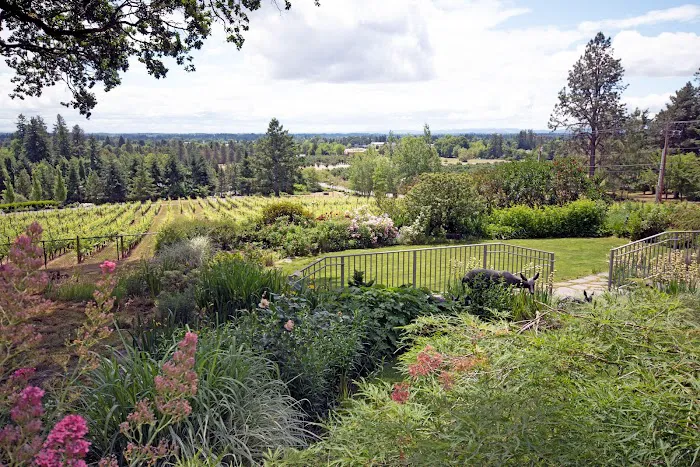Rain Dance Vineyards Picture 7