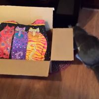 Jadaya's Studio-Belly Grams ico