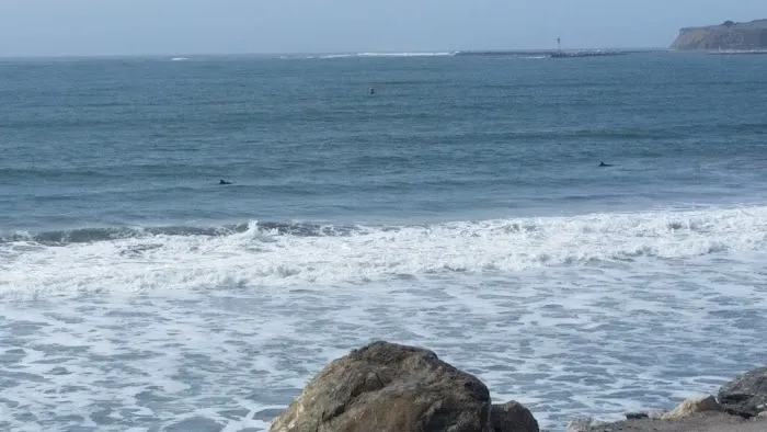 Bach Dancing & Dynamite Society Picture 6