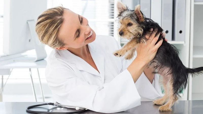 How to Choose the Right Veterinarian for Your Pet's Health Needs