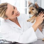 How to Choose the Right Veterinarian for Your Pet's Health Needs