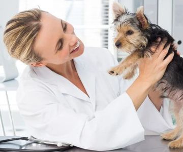 How to Choose the Right Veterinarian for Your Pet's Health Needs